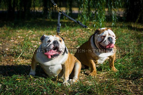 Bulldogs Walking