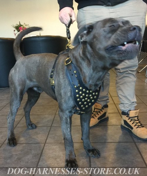 Cane Corso Leash