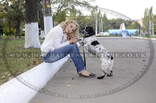 Cocker Spaniel Leads UK