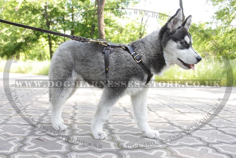 Leash for Husky Puppy Walking and 