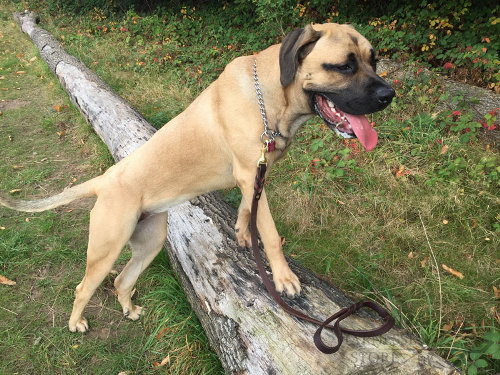 Mastiff Dog Leash