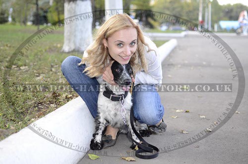 Cocker Spaniel Leash UK