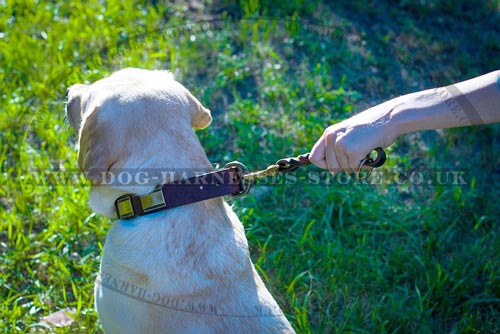 Short Dog Leash UK