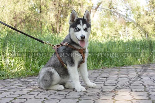 Siberian Husky Dog Leash