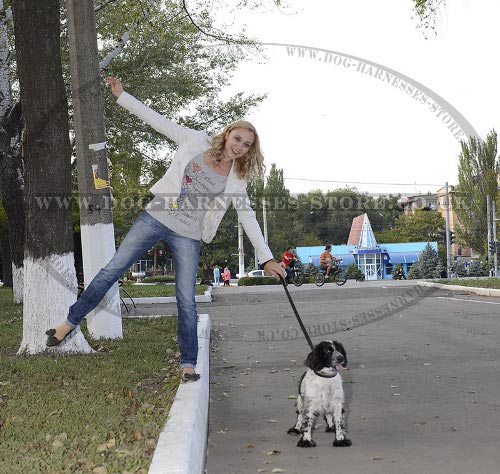 Spaniel Dog Leads UK