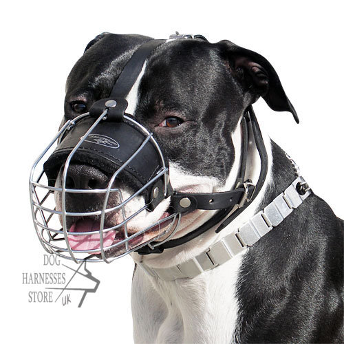 Amstaff Top Muzzle