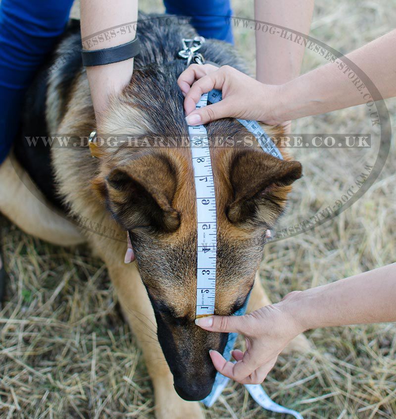 What Size Muzzle Do I Need For My Dog