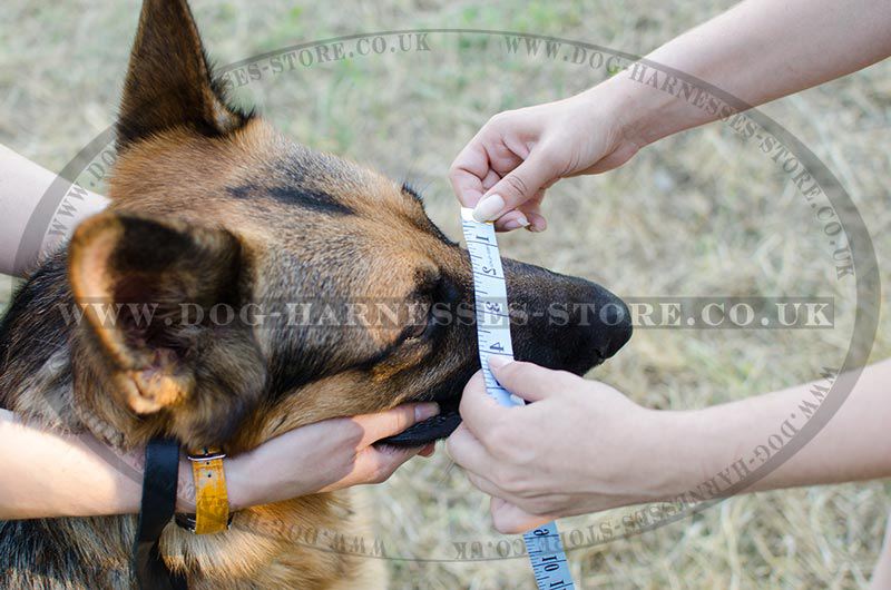How to Measure Your Dog for Correct Muzzle Size Dog walking harness
