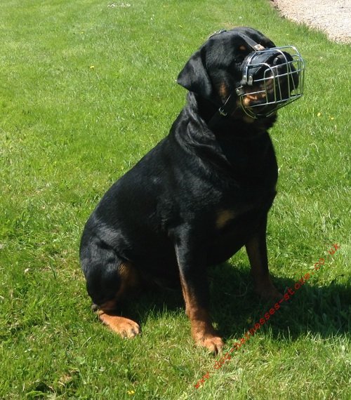 Rottweiler Muzzle