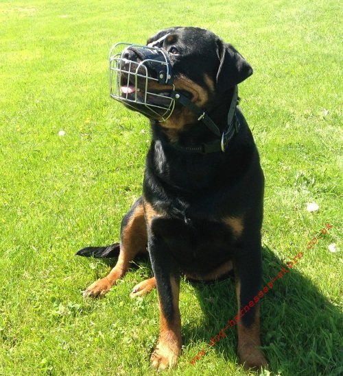 Rottweiler Dog Muzzle