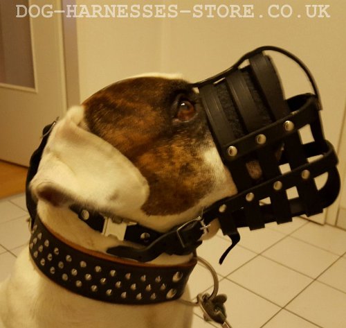 American Bulldog Muzzle UK