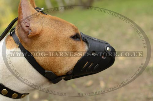 Amstaff Dog Muzzle UK