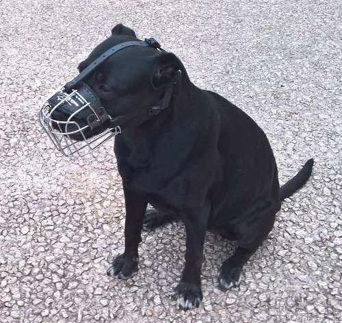 Basket Muzzle for Labrador