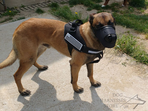 Belgian Malinois Muzzle UK