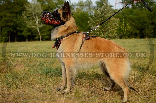 Belgian Tervuren Shepherd Muzzle