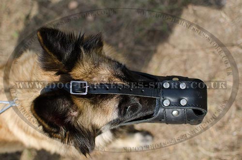 Belgian Tervuren Shepherd Muzzle