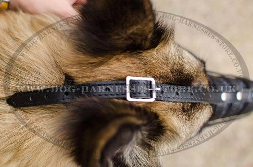 Belgian Tervuren Shepherd Muzzle