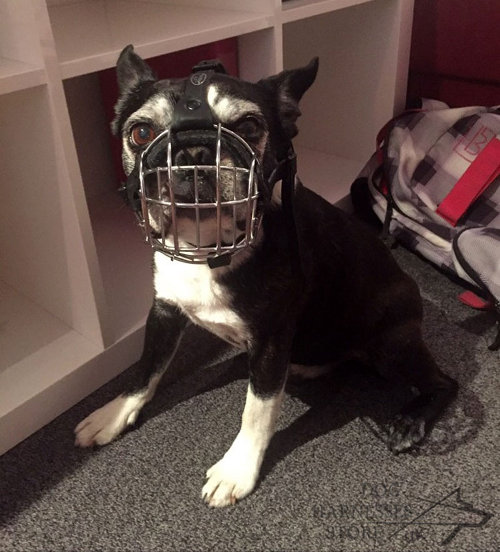 Best Boston Terrier Muzzle