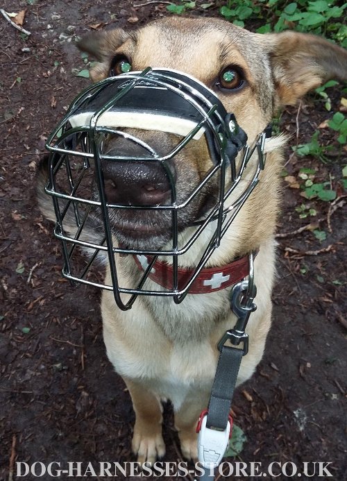 Best Dog Basket Muzzle