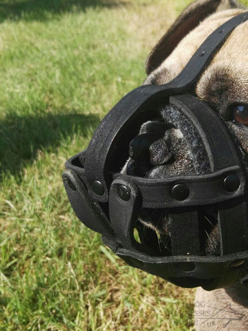 Best French Bulldog Muzzle