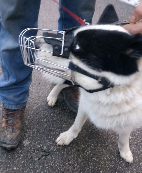 Best Wire Basket Dog Muzzle