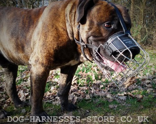 Boerboel Mastiff Muzzle UK