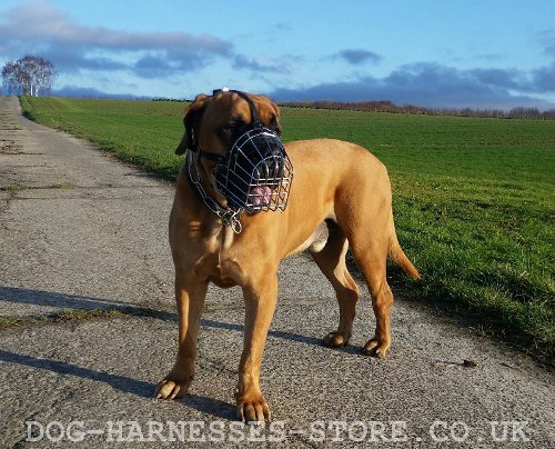 Boerboel Muzzle