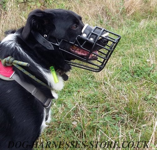 Border Collie Muzzle