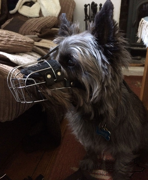 Cairn Terrier Muzzle Size
