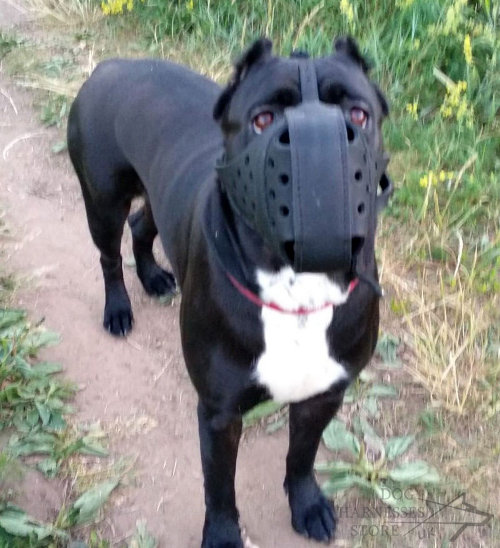 Cane Corso Muzzle