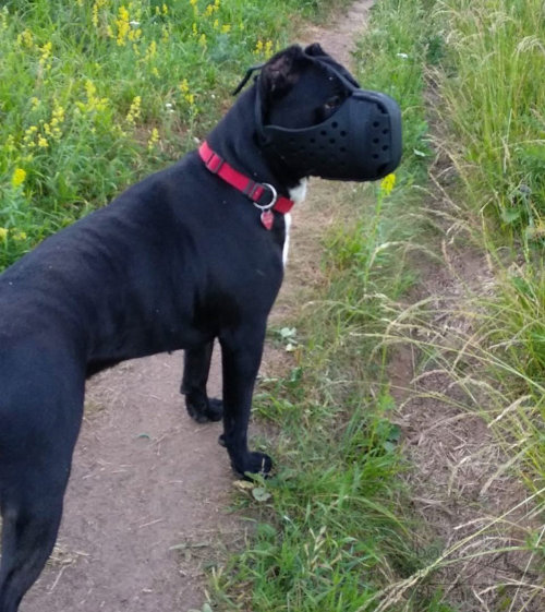 Cane Corso Muzzles