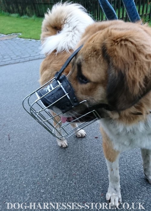 Caucasian Shepherd Dog Muzzle