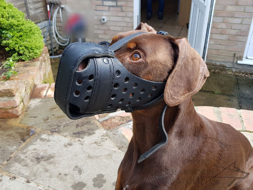 Doberman Leather Muzzle