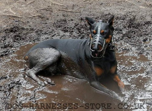 Doberman Muzzle UK