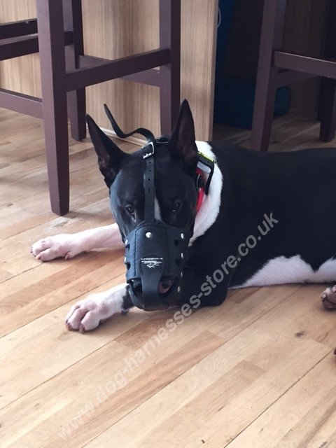 Bull Terrier Muzzle with Custom Sizes