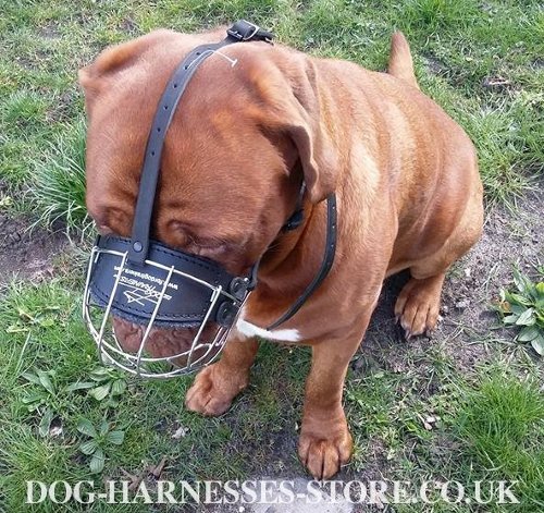 Dog Muzzle for Dogue de Bordeaux