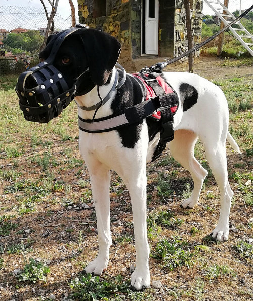 Dog Muzzle for Great Dane