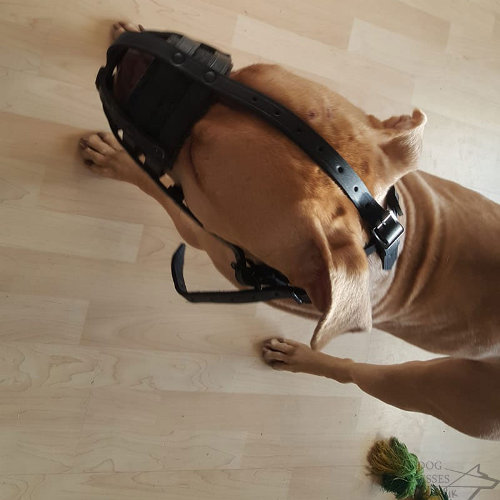 Dog Muzzle for Pitbull for Sale