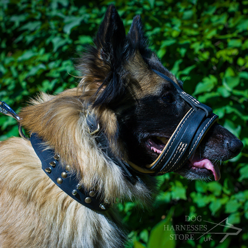 Tervuren in Dog Muzzle Loop