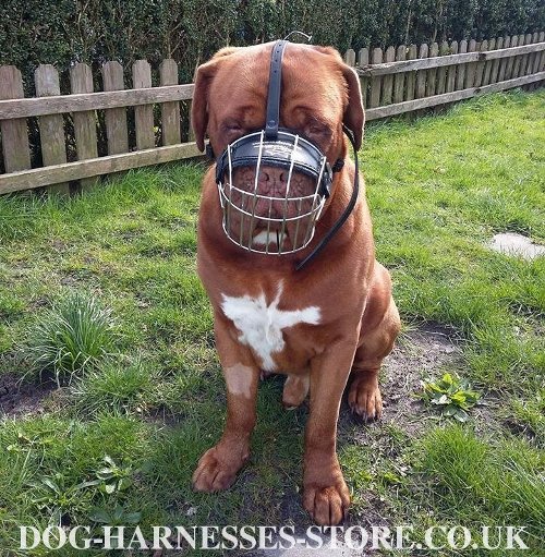 Dogue de Bordeaux Muzzle UK