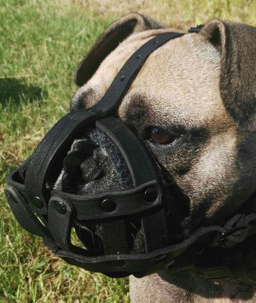 French Bulldog Mesh Muzzle