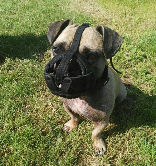 French Bulldog Muzzle for Sale