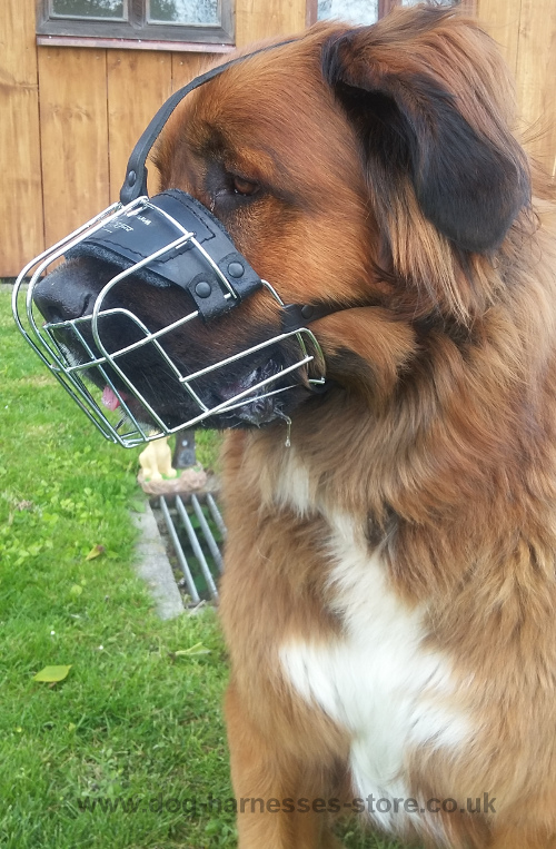 German Beardog Muzzle