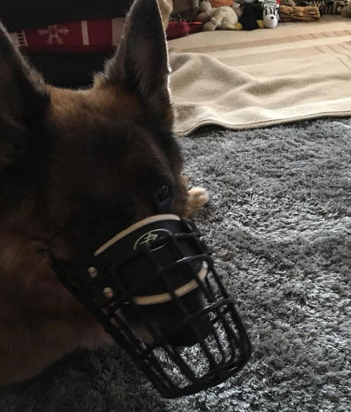 German Shepherd Basket Muzzle