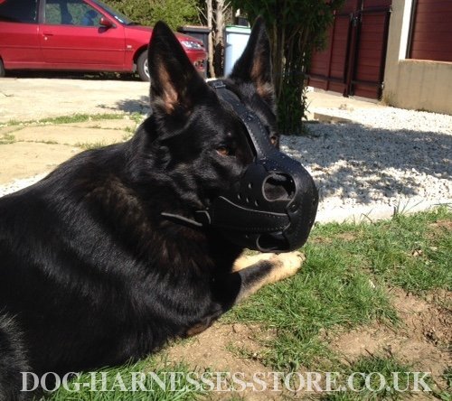 German Shepherd Dog Muzzle