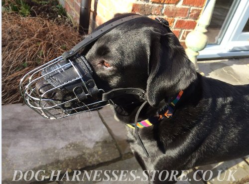 Labrador Dog Muzzle