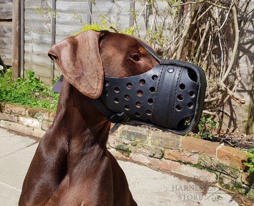 Leather Doberman Muzzle