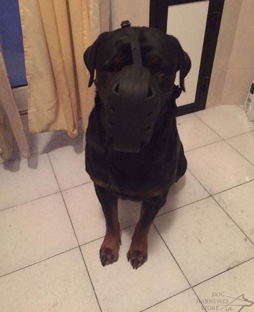 Leather Dog Muzzle for Rottweiler