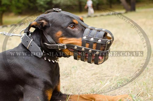 Leather Dog Muzzle UK