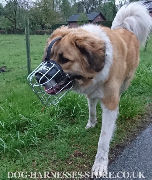 Leonberger Dog Muzzle